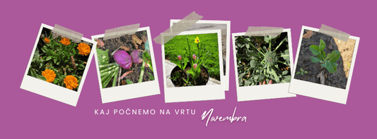Kaj počnemo na vrtu novembra?