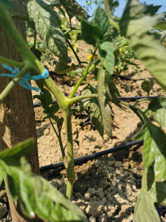 🍅 Odstranjevanje zalistnikov na paradižniku – zakaj je to pomembno?