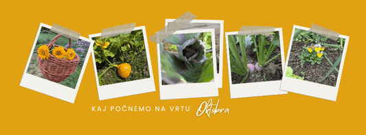 Kaj počnemo na vrtu oktobra