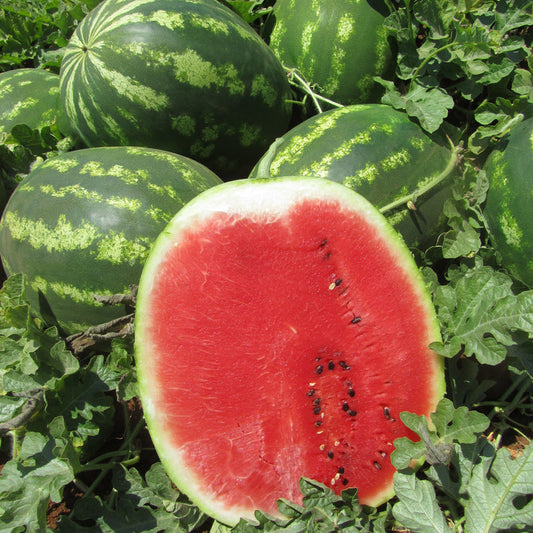 Lubenica Amazonia F1