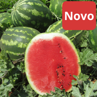 Lubenica Amazonia F1