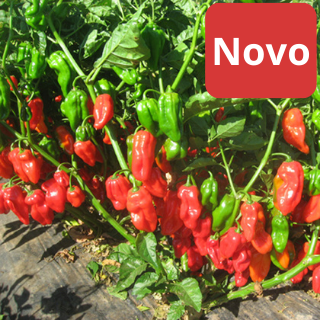 Pekoči feferon Habahot