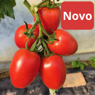 Paradižnik pelat Bakara F1