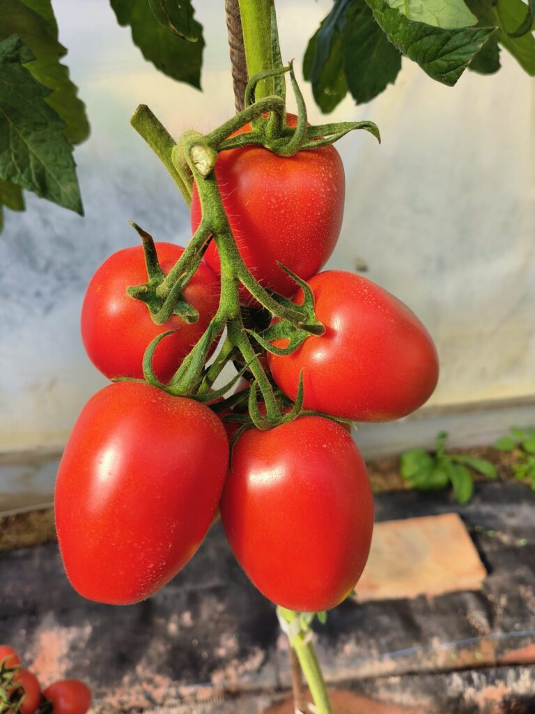 Paradižnik pelat Bakara F1