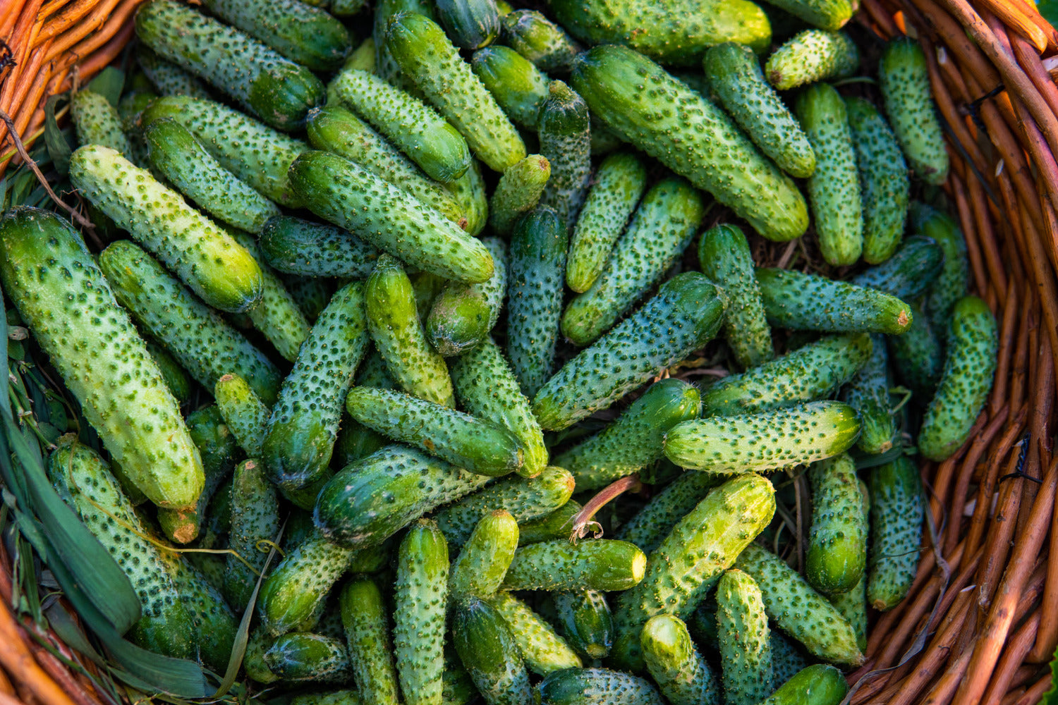 Kumarice EUROPICK 99 F1