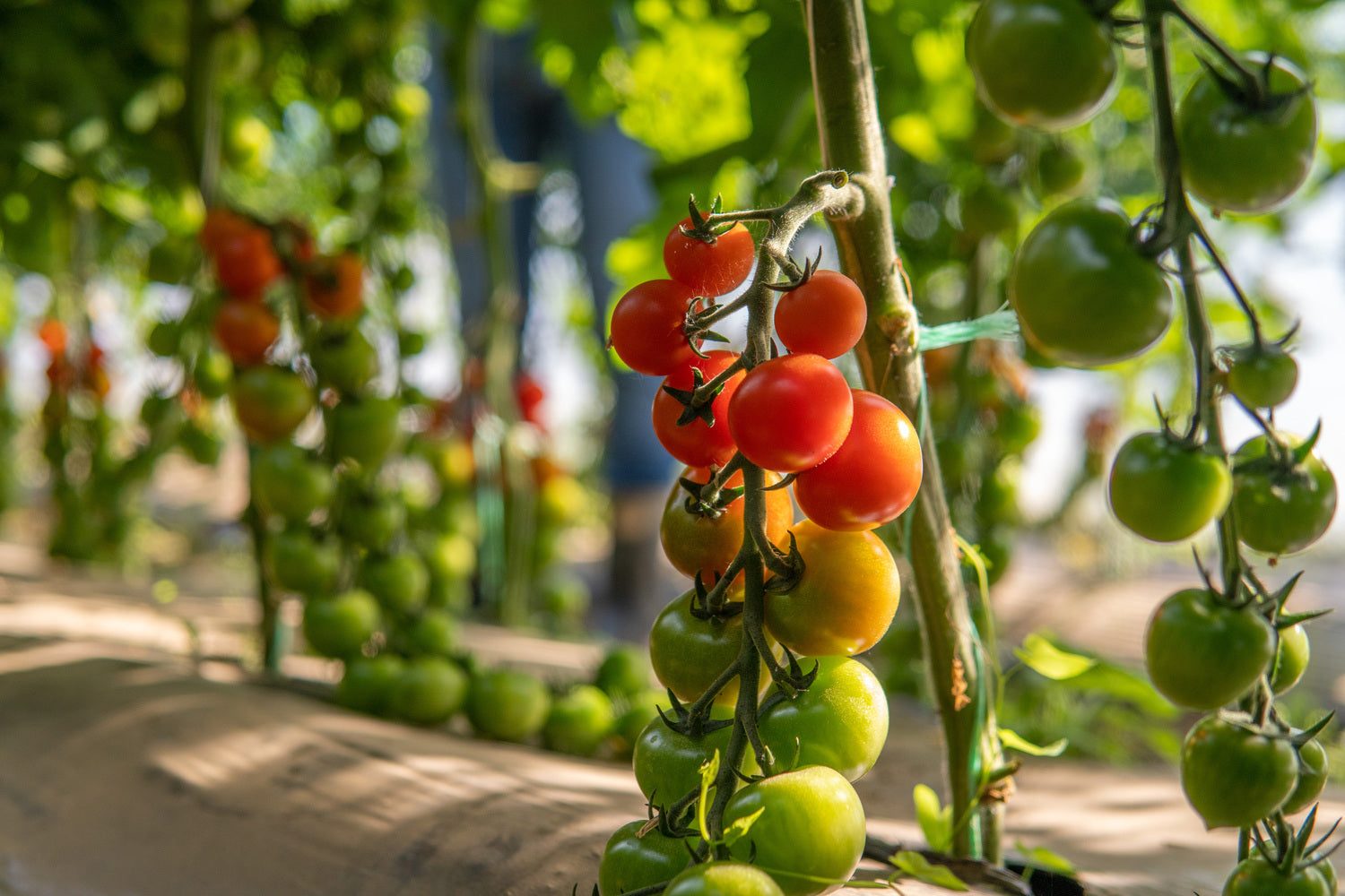 Paradižnik češnjev Moncherry 2000 F1