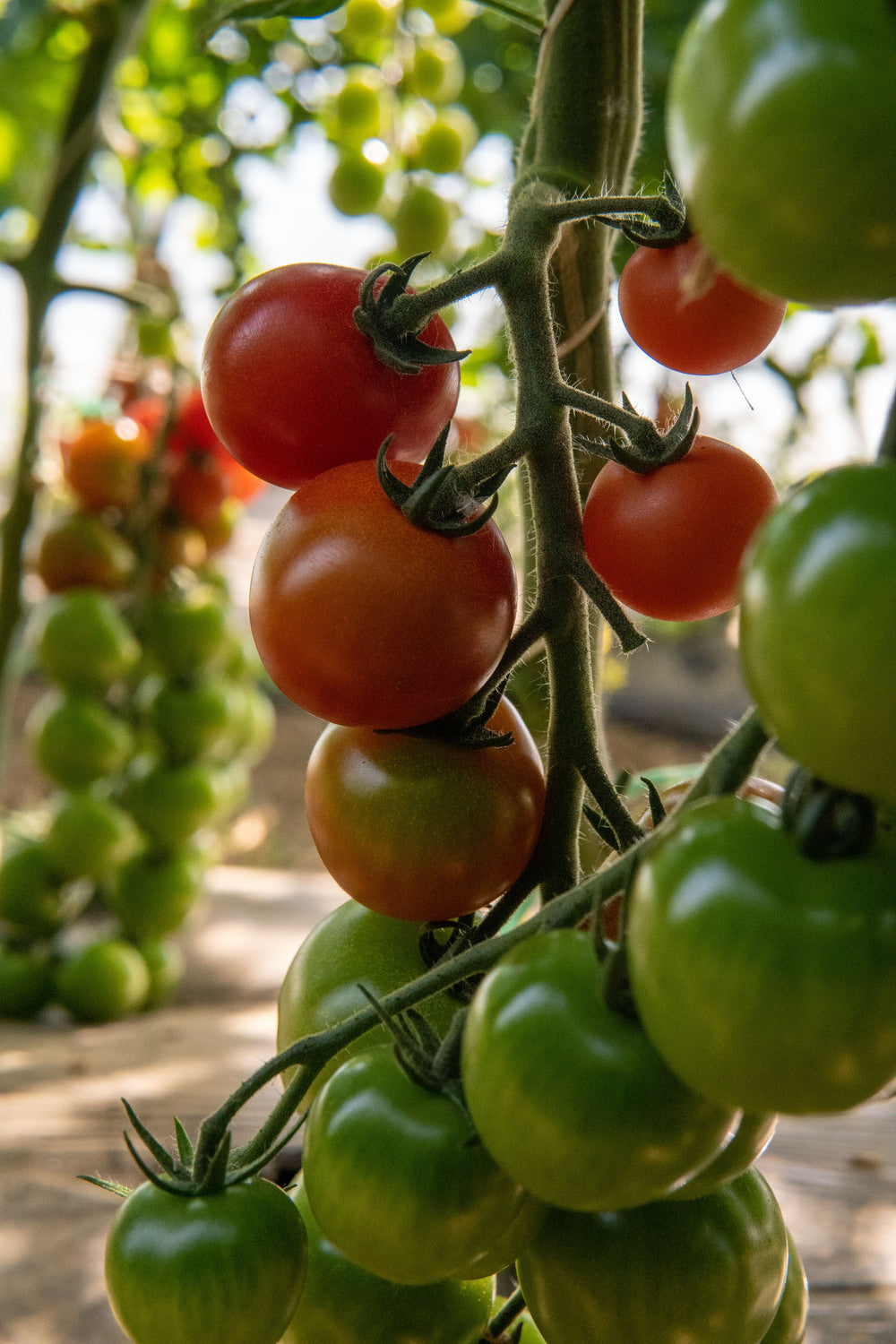 Paradižnik češnjev Moncherry 2000 F1