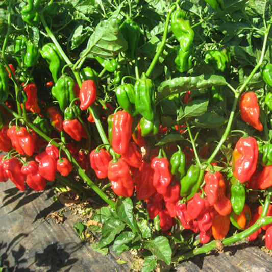 Pekoči feferon Habahot