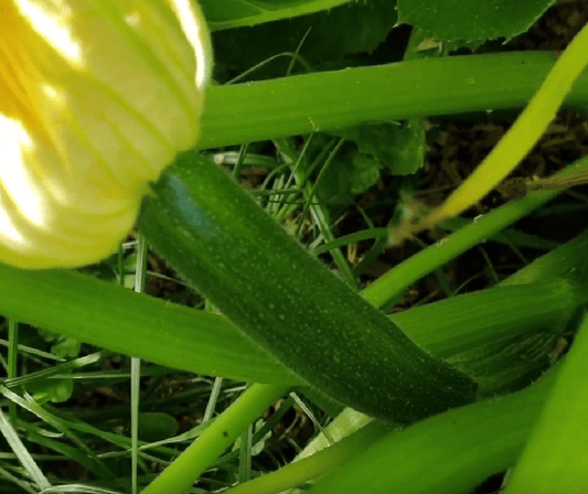 Bučke Black Star F1