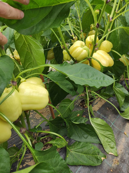 Paprika babura UG 6530 F1