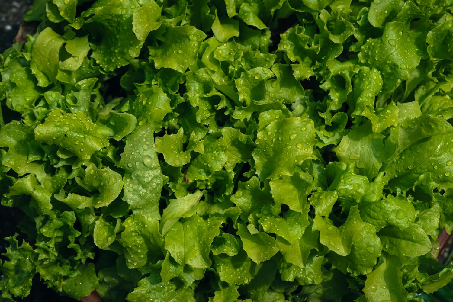 Solata Lianabel